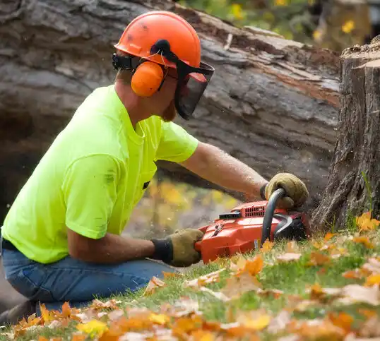 tree services New Miami